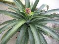 Pineapple / Ananas comosus 
